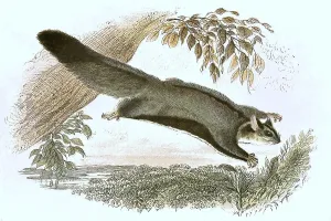 Historic Animal Illustration Impressions: Gliding hawk, Petaurus sciureus