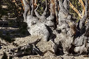 Great Basin Bristlecone Pine Impressions: Gnarled tree trunk, structures