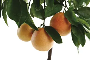 Grapefruit Nutrition Facts Impressions: Grapefruit tree