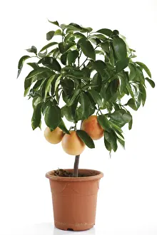 Deciduous Tree Studio Shot Impressions: Grapefruit tree