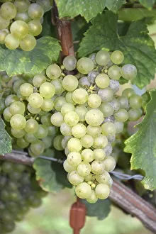 Grape Nutrition Facts Impressions: Grapes