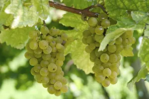 Grapevine Leaf Impressions: Grapevine