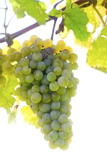 Autumn Landscape Impressions: Grapevine
