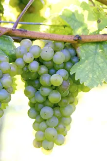 Grapevine Leaf Impressions: Grapevine