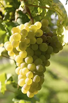 Autumn Color Impressions: Grapevine