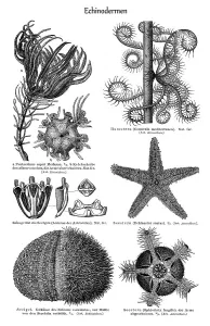 Historical Animal Illustrations Online Impressions: Graphic image of Echinoderms (Echinodermata)