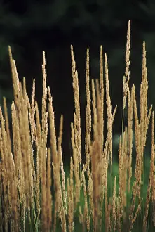 Summer Vegetation Impressions: Grass