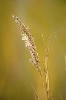 Nature Conservation Area Photo Impressions: Grass