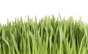 Nature Botany Images Impressions: Grass