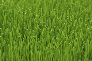 Dew Drop Photography Impressions: Grass