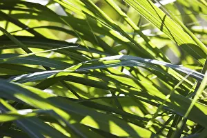 Backlit Grass Blades Impressions: Grass