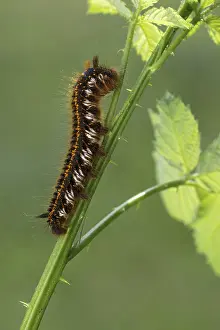 Mite à Feuilles étroites Impressions: La chenille de gazon ou buveur (Euthrix potatoria).