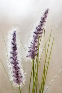 Uninhabited Grass Fields Impressions: Grasses