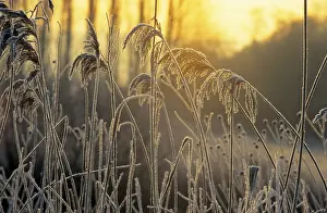 Evening Atmosphere Photography Impressions: Grasses against the light