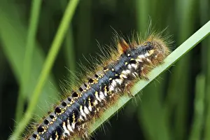 Lepidopteran Insect Life Cycle Impressions: Grasshopper (Euthrix potatoria)