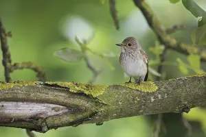 Oscine Bird Species Impressions: Grauschnapper
Grauschnpper