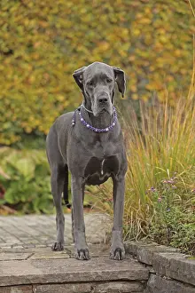Great Dane Breed Impressions: Great Dane