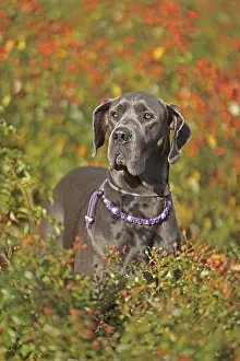 Great Dane Breed Impressions: Great Dane