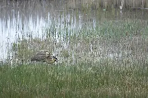 Great Bittern Bird Impressions: Great or Eurasian bittern (Botaurus stellaris)