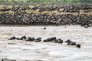 Impressions de La Grande Migration, De grands troupeaux de wildebeest (Connochaetes taurinus) traversant la rivière Mara et nageant vers l'autre rive, Parc national du Serengeti, Tanzanie Sites Du Patrimoine Impressions: La Grande Migration.