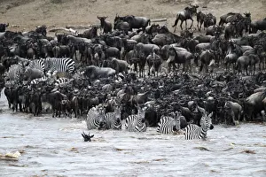 Wildebeest Migration Impressions: The Great Migration