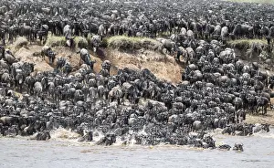 Gnu Impressions: La Grande Migration