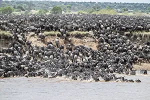 Wildebeest Herd In Water Impressions: The Great Migration