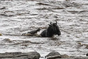 Crocodile Impressions: La Grande Migration