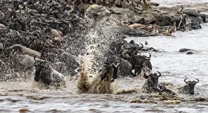 Impressions de La Grande Migration, de grandes herdes de wildebeest (Connochaetes taurinus) traversant la rivière Mara et nageant vers l'autre côté, Parc national du Serengeti, Tanzanie Sites Du Patrimoine Impressions: La Grande Migration.