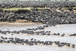 Impressions de La Grande Migration : De grandes troupeaux de gnous (Connochaetes taurinus) nageant dans la rivière Mara pour atteindre l'autre rive, Serengeti, Tanzanie Gnous Impressions: La Grande Migration.