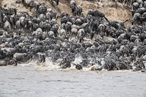 Blue Wildebeest Swimming Impressions: The Great Migration