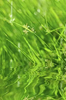 Macro Leaf Photography Impressions: Green grass with reflection