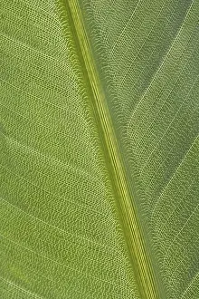 Close Up Leaf Impressions: Green leaf
