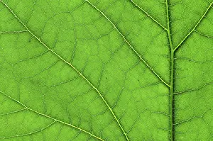 Green Leaf Macro Photography Impressions: Green leaf macro