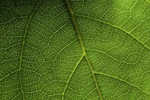 Close Up Leaf Photography Impressions: Green leaf macro