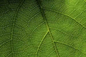 Leaf Detail View Impressions: Green leaf macro