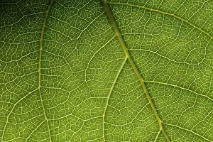 Green Leaf Macro Impressions: Green leaf macro