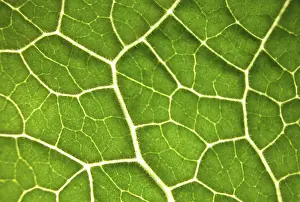 Green Leaf Structure Impressions: Green leaf, structure