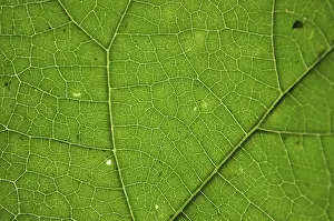 Green Leaf Texture Impressions: Green leaf texture