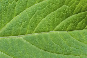 Natural Scientific Images Impressions: Detail of green leaf texture