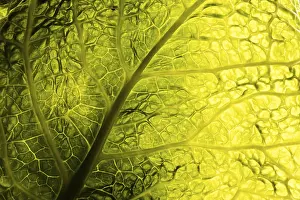 Green Leaf Texture Impressions: Green leaf texture