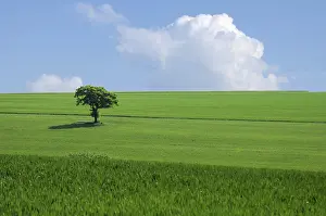 Green Tree Landscape Impressions: The green tree in the fields