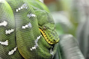 Impressions de Le python vert de l'arbre (Chondropython viridis), originaire de la Nouvelle-Guinée et du nord de l'Australie, Terrazoo, Rhénanie-du-Nord-Westphalie, Allemagne, Europe Serpent Vert Impressions: Python vert de l'arbre (Chondropython viridis)