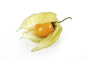 Ground Cherry Nutrition Impressions: Groundcherry (Physalis)