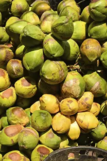 Tropical Fruit Bunch Impressions: Group of coconuts