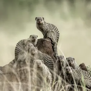 Carnivorous Mammals Impressions: Group of mangooses looking at the camera