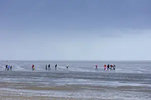 Cuxhaven North Sea Coast Impressions: Group of mudflat strollers in mudflat