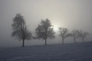 Snowy Forest Landscape Impressions: Group of trees in diffused light