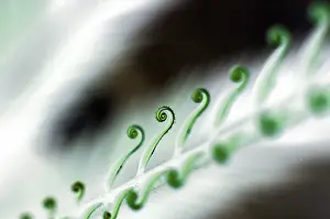 Colorful Leaf Structure Impressions: Halm with rolled leafs