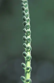 Nature Photography Formats Impressions: Halm with rolled leafs